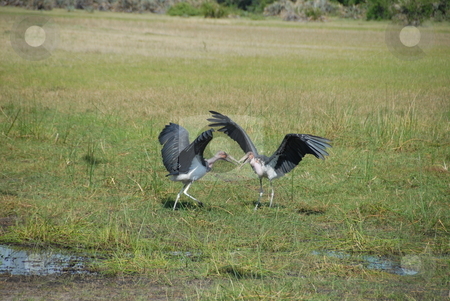 To use this stock image in your creative project, please select the size you need over to the right and click the "Add to Cart" button.
Your downloaded image will come with the Cutcaster watermark removed so don’t worry about the watermark you see on this page. Dueling birds stock photo, Two birds flap their wings at one another by Johnny Griffin