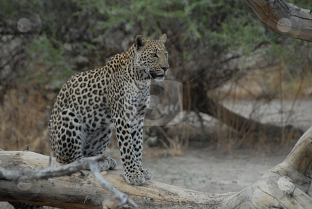 To use this stock image in your creative project, please select the size you need over to the right and click the "Add to Cart" button.
Your downloaded image will come with the Cutcaster watermark removed so don’t worry about the watermark you see on this page. Leopard stock photo, Leopard sitting on a fallen tree limb by Johnny Griffin