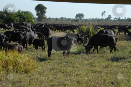 To use this stock image in your creative project, please select the size you need over to the right and click the "Add to Cart" button.
Your downloaded image will come with the Cutcaster watermark removed so don’t worry about the watermark you see on this page. African ox stock photo, A pack of african ox eating by Johnny Griffin