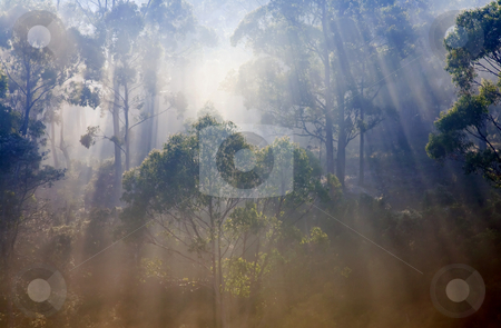 To use this stock image in your creative project, please select the size you need over to the right and click the "Add to Cart" button.
Your downloaded image will come with the Cutcaster watermark removed so don’t worry about the watermark you see on this page. Revelation stock photo, Light streaming through the gum trees in the forest of NE Tasmania. Much is revealed by the light! by Mike Dawson