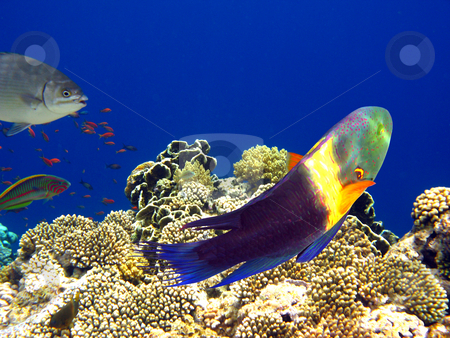 To use this stock image in your creative project, please select the size you need over to the right and click the "Add to Cart" button.
Your downloaded image will come with the Cutcaster watermark removed so don’t worry about the watermark you see on this page. Boomtail wrasse stock photo, Tropical fishes and coral reef in Red sea by Roman Vintonyak