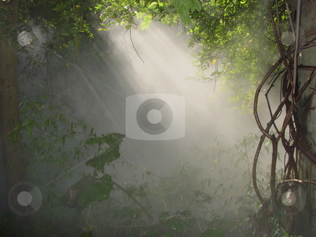 To use this stock image in your creative project, please select the size you need over to the right and click the "Add to Cart" button.
Your downloaded image will come with the Cutcaster watermark removed so don’t worry about the watermark you see on this page. Sun Shining Through stock photo, by Lori Kirk