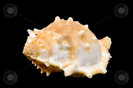 To use this stock image in your creative project, please select the size you need over to the right and click the "Add to Cart" button.
Your downloaded image will come with the Cutcaster watermark removed so don’t worry about the watermark you see on this page. Conch stock photo, Detail of a conch on the black background by Petr Koudelka