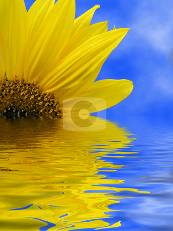 To use this stock image in your creative project, please select the size you need over to the right and click the "Add to Cart" button.
Your downloaded image will come with the Cutcaster watermark removed so don’t worry about the watermark you see on this page. Sunflower in water stock photo, by Annika Str?