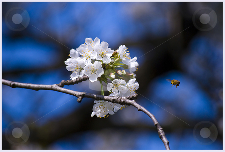 To use this stock image in your creative project, please select the size you need over to the right and click the "Add to Cart" button.
Your downloaded image will come with the Cutcaster watermark removed so don’t worry about the watermark you see on this page. Bee approaching flower stock photo, A shot of a bee approaching a flower. by James Rose