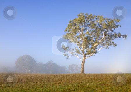 To use this stock image in your creative project, please select the size you need over to the right and click the "Add to Cart" button.
Your downloaded image will come with the Cutcaster watermark removed so don’t worry about the watermark you see on this page. White Gum Morning stock photo, A White Gum tree in the Adeliade Hills of Australia lit up by the early morning sun as the fog off a small pond burns off behind. by Mike Dawson