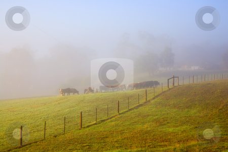 To use this stock image in your creative project, please select the size you need over to the right and click the "Add to Cart" button.
Your downloaded image will come with the Cutcaster watermark removed so don’t worry about the watermark you see on this page. Hidden in the Mist stock photo, A rural cattle ranch hidden in the fog and mist of a Adelaide Hills Morning. by Mike Dawson