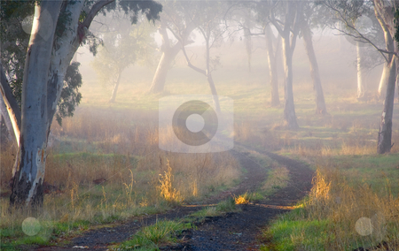 To use this stock image in your creative project, please select the size you need over to the right and click the "Add to Cart" button.
Your downloaded image will come with the Cutcaster watermark removed so don’t worry about the watermark you see on this page. Into the Mist stock photo, A country lane fades into the mist of a crisp Autumn morning in the Adelaide Hills REgion of South Australia by Mike Dawson