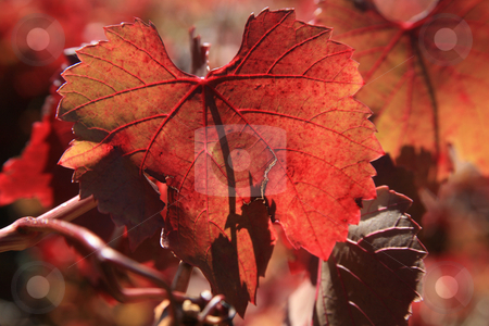 To use this stock image in your creative project, please select the size you need over to the right and click the "Add to Cart" button.
Your downloaded image will come with the Cutcaster watermark removed so don’t worry about the watermark you see on this page. Autumn leaves and Vines stock photo, Grape Leaves in Autumn Color in the Adelaide Hills of Australia. by Mike Dawson