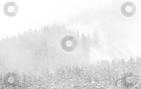 To use this stock image in your creative project, please select the size you need over to the right and click the "Add to Cart" button.
Your downloaded image will come with the Cutcaster watermark removed so don’t worry about the watermark you see on this page. Hidden in Winter stock photo, The Douglass fir on a mountain Ridge in Washington nearly hidden by the snow and low clouds of a late winter storm. by Mike Dawson