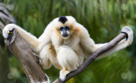 To use this stock image in your creative project, please select the size you need over to the right and click the "Add to Cart" button.
Your downloaded image will come with the Cutcaster watermark removed so don’t worry about the watermark you see on this page. Just hanging Around stock photo, A Golden Siamang hangs from a treetop branch. by Mike Dawson