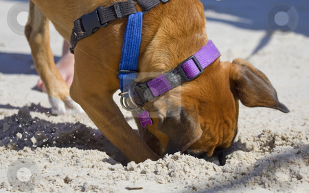 To use this stock image in your creative project, please select the size you need over to the right and click the "Add to Cart" button.
Your downloaded image will come with the Cutcaster watermark removed so don’t worry about the watermark you see on this page. Where is that Bone? stock photo, An English Bulldog on the beat looking for that lost bone by Mike Dawson