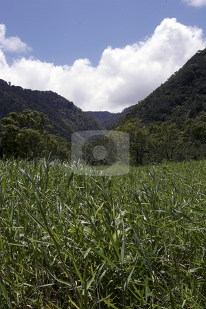 To use this stock image in your creative project, please select the size you need over to the right and click the "Add to Cart" button.
Your downloaded image will come with the Cutcaster watermark removed so don’t worry about the watermark you see on this page. 2005 Hawaii stock photo, Hawaii experience in pictures by Csaba Fikker
