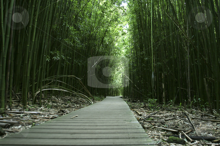 To use this stock image in your creative project, please select the size you need over to the right and click the "Add to Cart" button.
Your downloaded image will come with the Cutcaster watermark removed so don’t worry about the watermark you see on this page. 2005 Hawaii stock photo, Hawaii experience in pictures by Csaba Fikker
