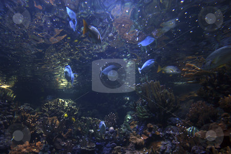 To use this stock image in your creative project, please select the size you need over to the right and click the "Add to Cart" button.
Your downloaded image will come with the Cutcaster watermark removed so don’t worry about the watermark you see on this page. 2005 Hawaii stock photo, Hawaii experience in pictures by Csaba Fikker