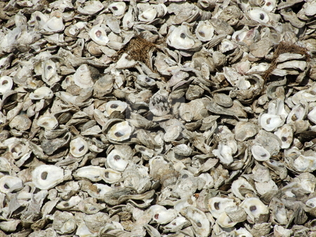 To use this stock image in your creative project, please select the size you need over to the right and click the "Add to Cart" button.
Your downloaded image will come with the Cutcaster watermark removed so don’t worry about the watermark you see on this page. Shucked Oyster Shells stock photo, A lot of shucked oyster shells outside a seafood eatery by Marburg