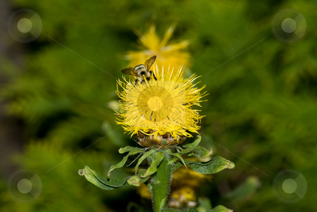 To use this stock image in your creative project, please select the size you need over to the right and click the "Add to Cart" button.
Your downloaded image will come with the Cutcaster watermark removed so don’t worry about the watermark you see on this page. Bumblebee stock photo, A bumblebee collecting pollen from a yellow flower ball by Richard Nelson