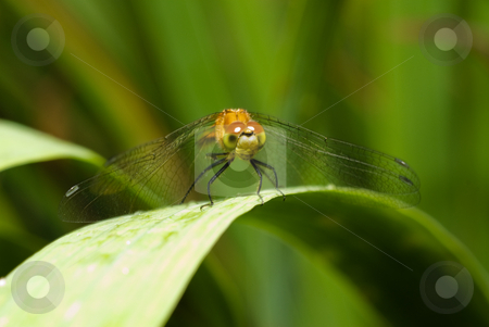 To use this stock image in your creative project, please select the size you need over to the right and click the "Add to Cart" button.
Your downloaded image will come with the Cutcaster watermark removed so don’t worry about the watermark you see on this page. Resting Dragonfly stock photo, A dragonfly resting on a leaf outside by Richard Nelson