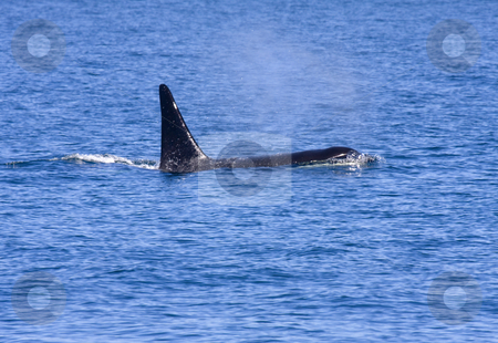 To use this stock image in your creative project, please select the size you need over to the right and click the "Add to Cart" button.
Your downloaded image will come with the Cutcaster watermark removed so don’t worry about the watermark you see on this page. There he blows stock photo, A male irca from J pod surfaces near San Juan Islands by Mike Dawson