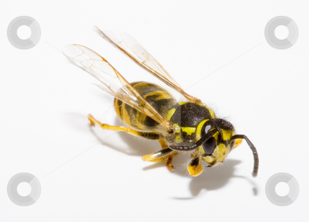To use this stock image in your creative project, please select the size you need over to the right and click the "Add to Cart" button.
Your downloaded image will come with the Cutcaster watermark removed so don’t worry about the watermark you see on this page. Wasp stock photo, Detail of a common wasp - Vespula vulgaris by Petr Koudelka