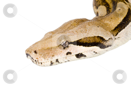 To use this stock image in your creative project, please select the size you need over to the right and click the "Add to Cart" button.
Your downloaded image will come with the Cutcaster watermark removed so don’t worry about the watermark you see on this page. Head of a Boa stock photo, Head of a large adult Boa Constrictor - detail by Petr Koudelka