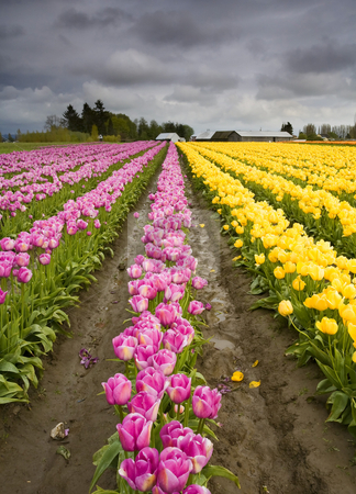 To use this stock image in your creative project, please select the size you need over to the right and click the "Add to Cart" button.
Your downloaded image will come with the Cutcaster watermark removed so don’t worry about the watermark you see on this page. Color Lines stock photo, Storm Clouds over a colorful tulip farm in Skagit County by Mike Dawson