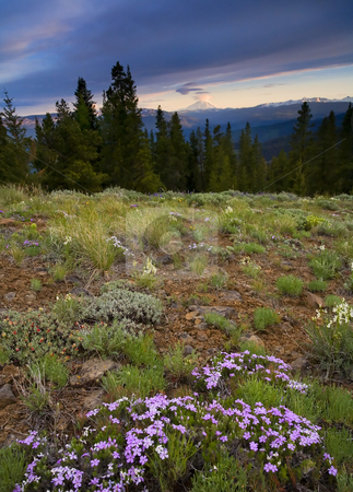 To use this stock image in your creative project, please select the size you need over to the right and click the "Add to Cart" button.
Your downloaded image will come with the Cutcaster watermark removed so don’t worry about the watermark you see on this page. Adams View stock photo, Mt. Adams in the distance as the setting sun lights up the peaks and clouds curling from its top as Phlox dots the meadow on Bethel Ridge in the foreground. by Mike Dawson