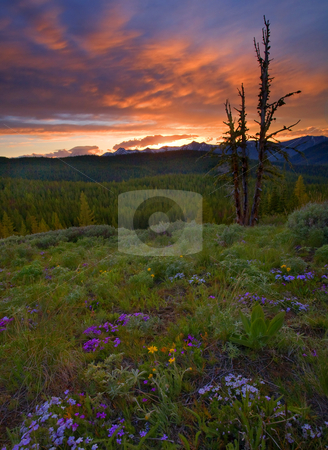 To use this stock image in your creative project, please select the size you need over to the right and click the "Add to Cart" button.
Your downloaded image will come with the Cutcaster watermark removed so don’t worry about the watermark you see on this page. Summer Solstice stock photo, Mt. Rainier hiding under a lenticular cloud beneath a spectacular sunset viewed from the crest of Bethel Ridge. Phlox and Western Buttercup dot the meadow with lupine just beginning to bloom. by Mike Dawson