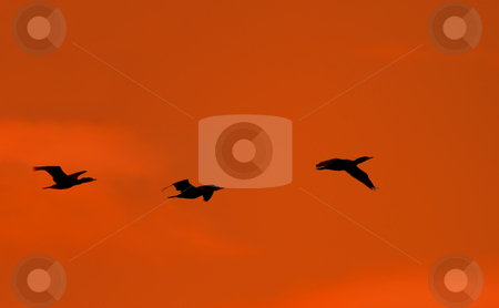 To use this stock image in your creative project, please select the size you need over to the right and click the "Add to Cart" button.
Your downloaded image will come with the Cutcaster watermark removed so don’t worry about the watermark you see on this page. Flight of the Cormorant stock photo, A trio of Cormorants flying against the sunset skies over Potholes Reservoir by Mike Dawson