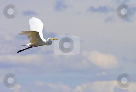 To use this stock image in your creative project, please select the size you need over to the right and click the "Add to Cart" button.
Your downloaded image will come with the Cutcaster watermark removed so don’t worry about the watermark you see on this page. Take to the Air stock photo, A cattle egret takes to the air. by Mike Dawson