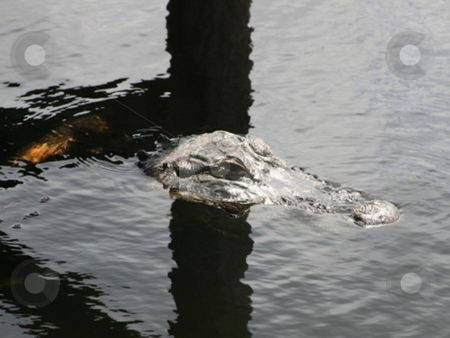 To use this stock image in your creative project, please select the size you need over to the right and click the "Add to Cart" button.
Your downloaded image will come with the Cutcaster watermark removed so don’t worry about the watermark you see on this page. Everglades gator head stock photo, by Lori Kirk