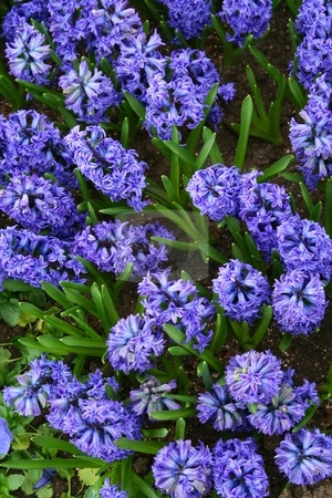 To use this stock image in your creative project, please select the size you need over to the right and click the "Add to Cart" button.
Your downloaded image will come with the Cutcaster watermark removed so don’t worry about the watermark you see on this page. Blue / purple Hyacinths in bloom with leaves showing stock photo, Blue / purple hyacinths in bloom viewed from above with green leaves showing between flowers by Wes Shepherd