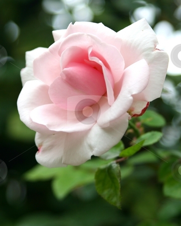To use this stock image in your creative project, please select the size you need over to the right and click the "Add to Cart" button.
Your downloaded image will come with the Cutcaster watermark removed so don’t worry about the watermark you see on this page. Pink rose blooming with green leaves in background stock photo, Pink rose on a stem with green leaves in background, selective focus to emphasize the flower by Wes Shepherd