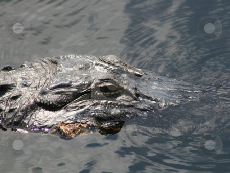 To use this stock image in your creative project, please select the size you need over to the right and click the "Add to Cart" button.
Your downloaded image will come with the Cutcaster watermark removed so don’t worry about the watermark you see on this page. Everglades gator stock photo, by Lori Kirk