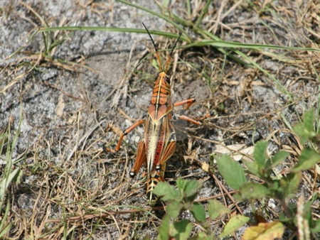 To use this stock image in your creative project, please select the size you need over to the right and click the "Add to Cart" button.
Your downloaded image will come with the Cutcaster watermark removed so don’t worry about the watermark you see on this page. Everglades Cricket stock photo, by Lori Kirk