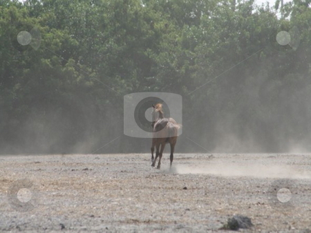 To use this stock image in your creative project, please select the size you need over to the right and click the "Add to Cart" button.
Your downloaded image will come with the Cutcaster watermark removed so don’t worry about the watermark you see on this page. Horse galloping stock photo, Horse galloping away from the camera by Lori Kirk