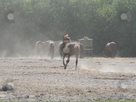 To use this stock image in your creative project, please select the size you need over to the right and click the "Add to Cart" button.
Your downloaded image will come with the Cutcaster watermark removed so don’t worry about the watermark you see on this page. Galloping horse stock photo, Horse running at a horse ranch by Lori Kirk