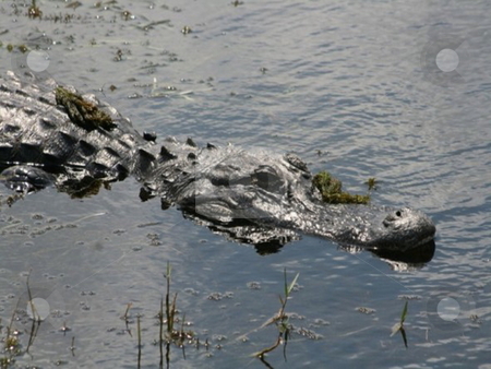 To use this stock image in your creative project, please select the size you need over to the right and click the "Add to Cart" button.
Your downloaded image will come with the Cutcaster watermark removed so don’t worry about the watermark you see on this page. Everglades Gator stock photo, by Lori Kirk