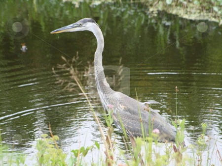 To use this stock image in your creative project, please select the size you need over to the right and click the "Add to Cart" button.
Your downloaded image will come with the Cutcaster watermark removed so don’t worry about the watermark you see on this page. Everglades wildlife stock photo, by Lori Kirk