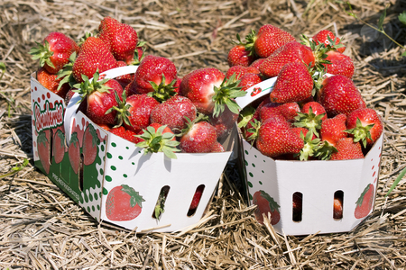 To use this stock image in your creative project, please select the size you need over to the right and click the "Add to Cart" button.
Your downloaded image will come with the Cutcaster watermark removed so don’t worry about the watermark you see on this page. Strawberries baskets in a field stock photo, Close up of two baskets full of strawberries in the field by Claude Beaubien