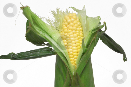 To use this stock image in your creative project, please select the size you need over to the right and click the "Add to Cart" button.
Your downloaded image will come with the Cutcaster watermark removed so don’t worry about the watermark you see on this page. Corn on the Cob stock photo, A delicious ear of corn on the cob. by Robert Byron