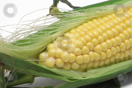 To use this stock image in your creative project, please select the size you need over to the right and click the "Add to Cart" button.
Your downloaded image will come with the Cutcaster watermark removed so don’t worry about the watermark you see on this page. Corn on the Cob stock photo, A delicious ear of corn on the cob. by Robert Byron