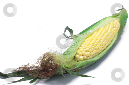 To use this stock image in your creative project, please select the size you need over to the right and click the "Add to Cart" button.
Your downloaded image will come with the Cutcaster watermark removed so don’t worry about the watermark you see on this page. Corn on the Cob stock photo, A delicious ear of corn on the cob. by Robert Byron