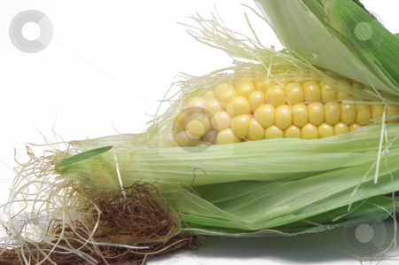 To use this stock image in your creative project, please select the size you need over to the right and click the "Add to Cart" button.
Your downloaded image will come with the Cutcaster watermark removed so don’t worry about the watermark you see on this page. Corn on the Cob stock photo, A delicious ear of corn on the cob. by Robert Byron