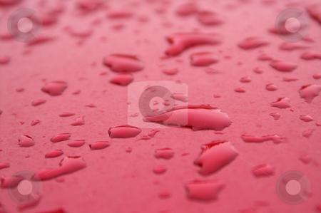 To use this stock image in your creative project, please select the size you need over to the right and click the "Add to Cart" button.
Your downloaded image will come with the Cutcaster watermark removed so don’t worry about the watermark you see on this page. Water Beads stock photo, Water beads on the painted finish of a car. by Robert Byron