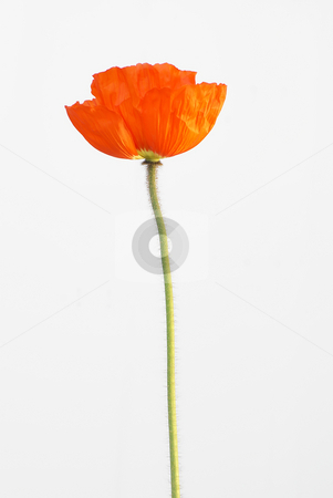 To use this stock image in your creative project, please select the size you need over to the right and click the "Add to Cart" button.
Your downloaded image will come with the Cutcaster watermark removed so don’t worry about the watermark you see on this page. Red poppy stock photo, Red poppy on white backgound by Serge VILLA