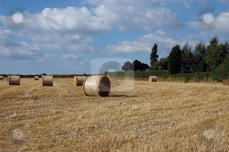 To use this stock image in your creative project, please select the size you need over to the right and click the "Add to Cart" button.
Your downloaded image will come with the Cutcaster watermark removed so don’t worry about the watermark you see on this page. Fields of Hay stock photo, Fields of hay, Norcott Brook, Cheshire by Ray Roscoe