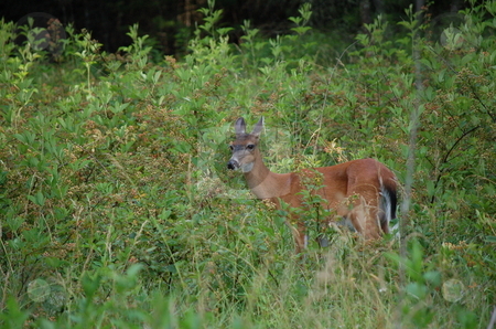 To use this stock image in your creative project, please select the size you need over to the right and click the "Add to Cart" button.
Your downloaded image will come with the Cutcaster watermark removed so don’t worry about the watermark you see on this page. Watchful stock photo, A deer looks on while searching for food in tall grass by M.R. Lord