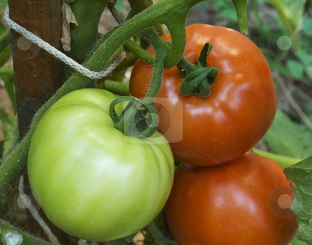 To use this stock image in your creative project, please select the size you need over to the right and click the "Add to Cart" button.
Your downloaded image will come with the Cutcaster watermark removed so don’t worry about the watermark you see on this page. Tomatoes stock photo, Green and red tomatoes on the same plant. by Sinisa Botas