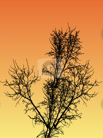 To use this stock image in your creative project, please select the size you need over to the right and click the "Add to Cart" button.
Your downloaded image will come with the Cutcaster watermark removed so don’t worry about the watermark you see on this page. Bare sunset vector trees stock vector clipart, Bare vector trees at sunset by Michelle Bergkamp